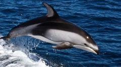 Whiteord dolphin